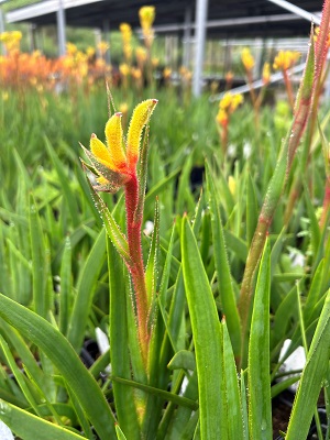 ANIGOZANTHOS Yellow